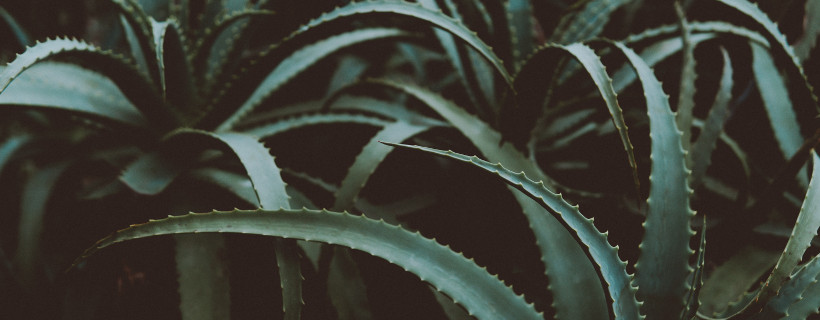 Aloe vera para el pelo
