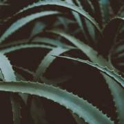 Aloe vera para el pelo